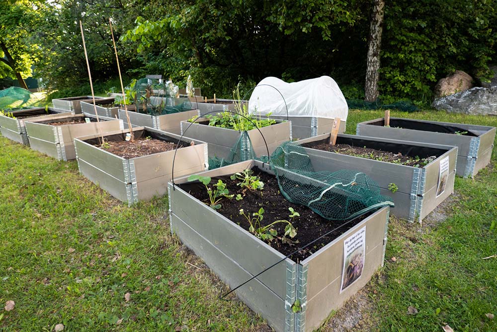 物価高騰が後押しに？家庭菜園に取り組む若者が増加中