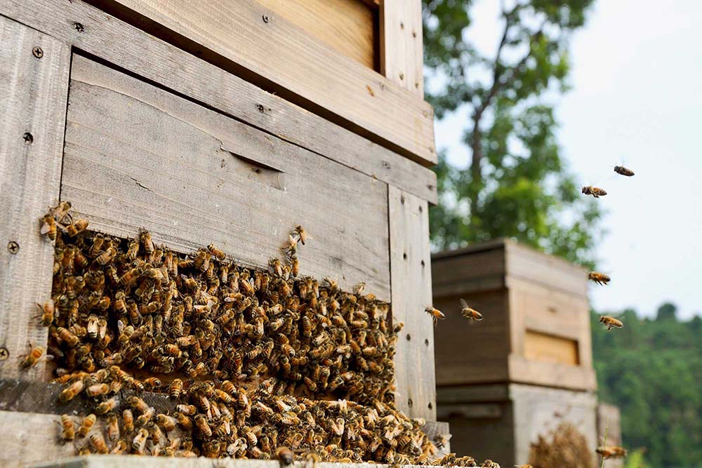 2023年9月10日（日）開催！植物のある暮らし〜養蜂と蒸溜〜【生きる力を養う学校】