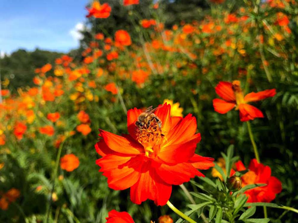 ミツバチ目線の森探索ツアーと養蜂の巣箱観察