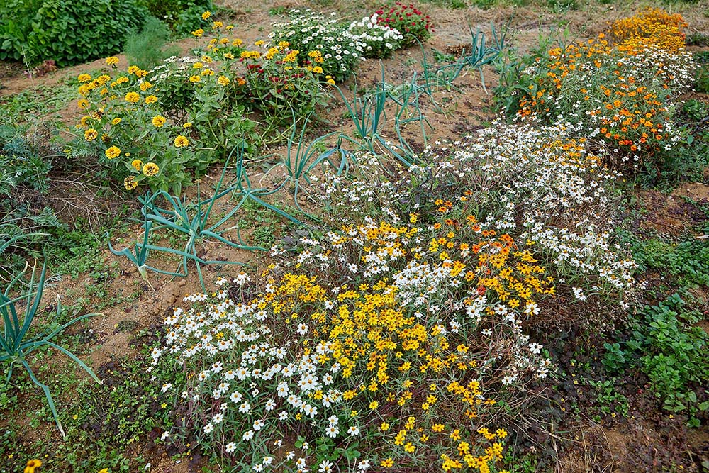 植物の香りを閉じ込めることができる蒸溜の技術を使って、四季折々の植物の楽しみ方を学びます。