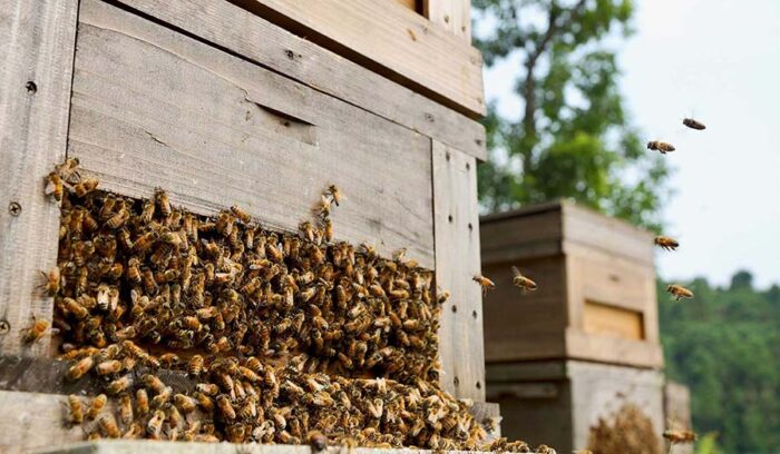 「生きる力を養う学校」第４回のテーマは【植物のある暮らし〜養蜂と蒸溜〜】