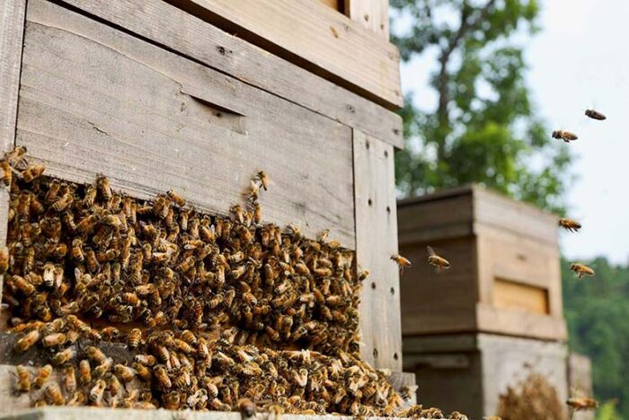 「生きる力を養う学校」第４回のテーマは【植物のある暮らし〜養蜂と蒸溜〜】