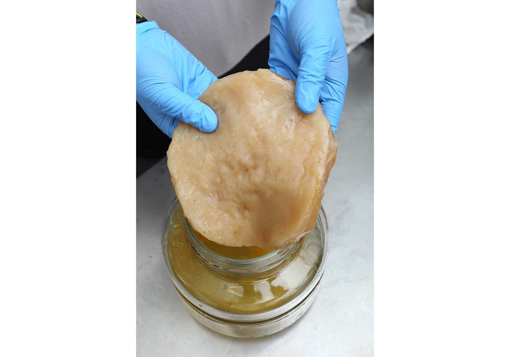 コンブチャの瓶の中に浮かぶ「スコビー」と呼ばれるゲル状の物質は、酢酸菌が合成するセルロース（食物繊維）でできている。これ自体が菌の塊なのではなく、発酵過程で発生する副産物。容器に溜まってきたら取り除こう。