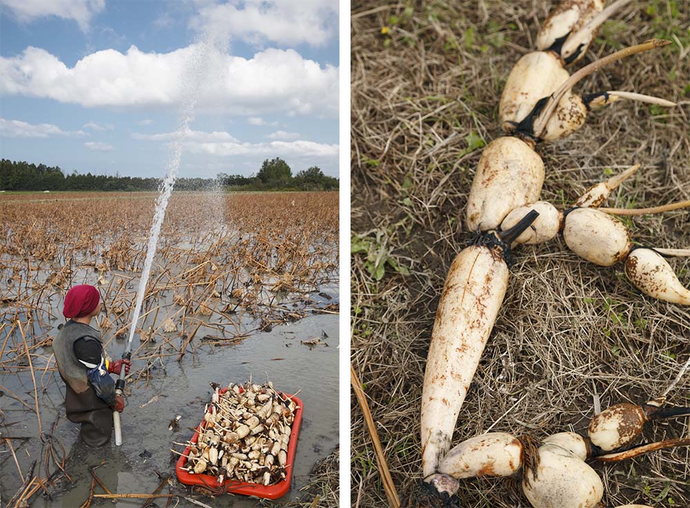 （写真左）水圧の力で収穫する「水掘り」の蓮根。蓮根は茎の一部が肥大化したもの。地中深くではなく横に寝るように伸びていくため、栽培には広大な敷地が必要になる。収穫はクワではなく水圧の力で表面の泥をよけ、掘り出していく。 （写真右）節目からは小さな蓮根がさらに伸びる。