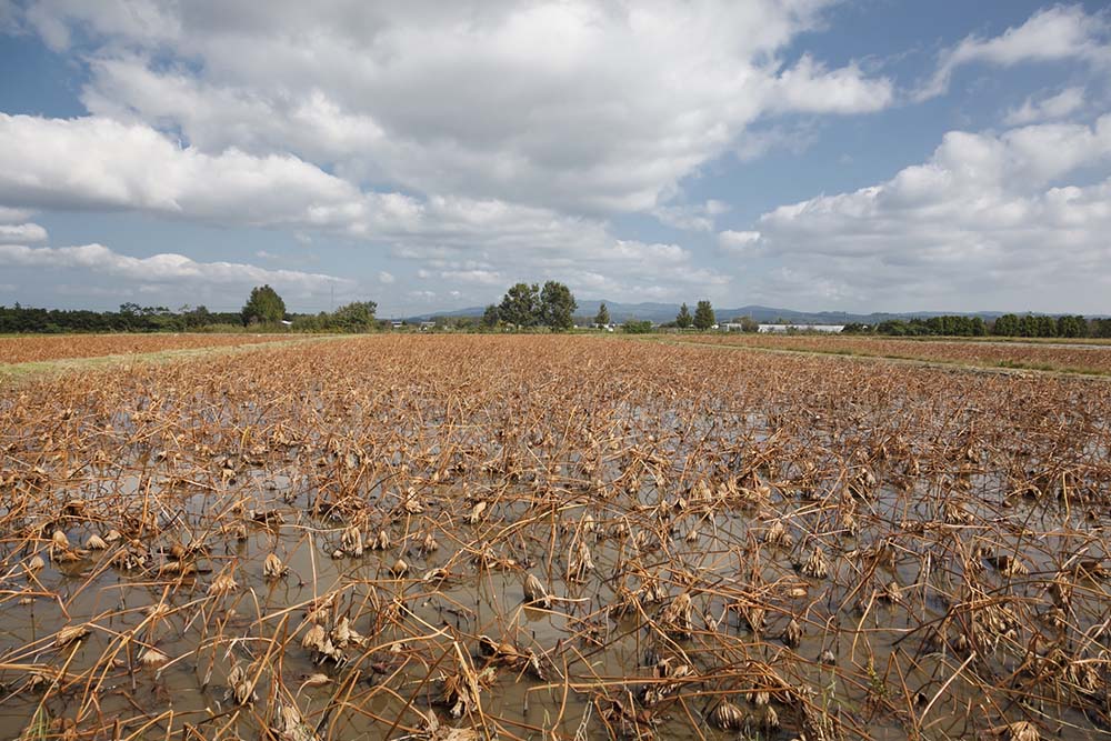 市内から車で20分。海と山、広い空に囲まれた河北潟の蓮根畑。夏は出荷に合わせて深夜２時から収穫を始める。月や星明かりの下で行う農作業は自然と一体になった感覚に包まれるそうだ。一方冬は吹雪で手元しか見えない中収穫することも。