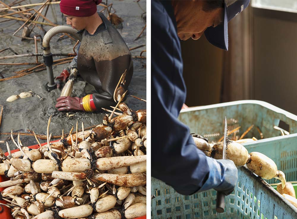（写真左）畑に膝をつき、肩まで水に浸かりながら、水圧で泥をよけ収穫する。 （写真右）収穫した蓮根は水洗いをした後、節目にある黒い根を一つひとつきれいに落としてから出荷される。