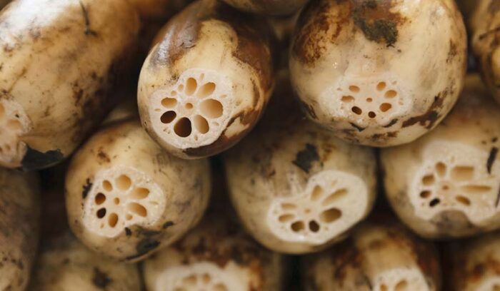 強い粘りが信条。蓮根を余すところなく食べ手に届ける。加賀蓮根