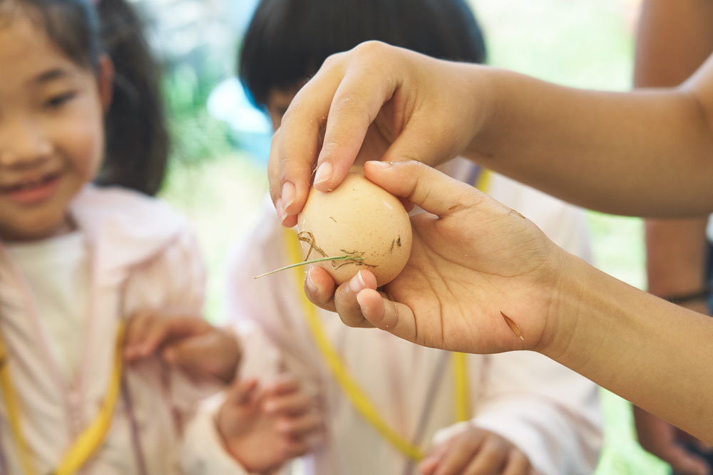 さばいた鶏から取り出された卵。「現代の鶏は、ほぼ毎日卵を産むように品種改良されています」という話を聞くと、複雑な気持ちになります。