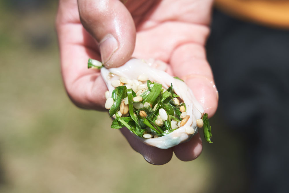 「鶏には素嚢（そのう）と呼ばれる部位があって、食べたものはいったんそこにストックされます。素嚢から少しずつ胃へ送り込まれる仕組み。クルックフィールズの鶏たちは、ほら、こんな餌を食べている」