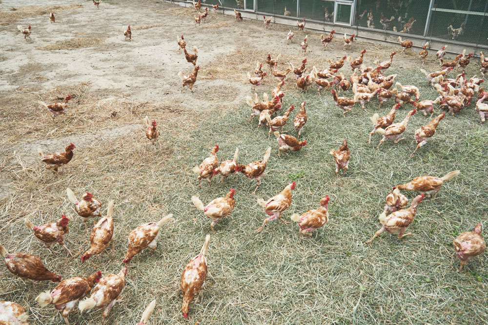 鶏たちができるかぎり自由に活動できるように平飼い。１羽あたり１㎡の広さ。「日の出の30分前に起きて、夜は小屋の止まり木で寝る。卵は採卵箱で産みます。養鶏場を抜け出す鶏もいますが、自分で戻りますね」