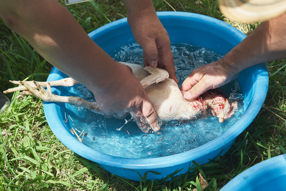 水に浸けて、毛を取り切ります。「細かい毛をバーナーの火で焼き切ると完璧ですが、そこまでせずとも大丈夫」と渡辺シェフ。