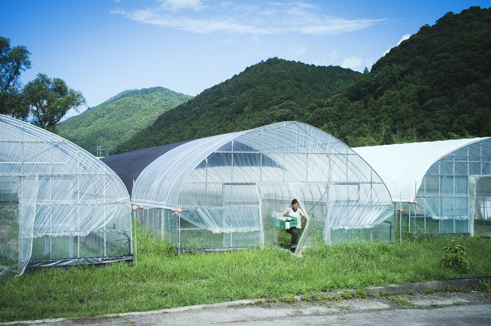 フードハブ・プロジェクトは農業を主軸とする会社。自分たちが栽培する野菜ももちろん給食の食材として納める。