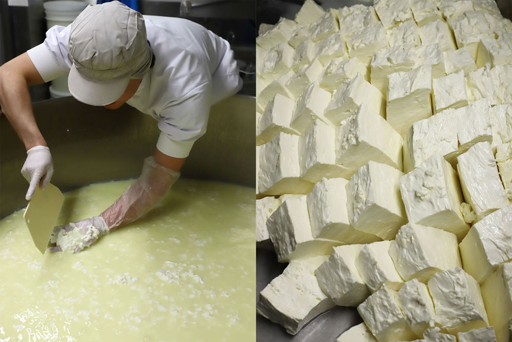 固まってきたらクルミ大になるようカットして、ホエイを抜き、塊を切り分ける。