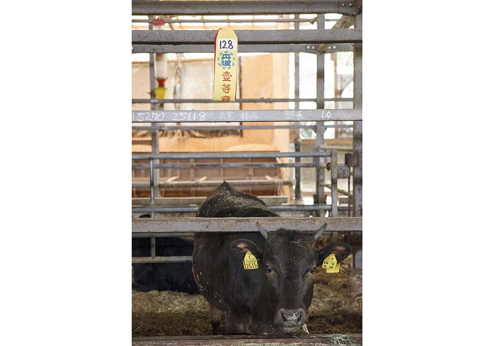 かつては松阪牛のほとんどの仔牛が兵庫の但馬牛だったが、現在は松阪牛全体の約５％ほど。仔牛は月齢10カ月前後で親元を離れ、肥育農家の元で育てられる。