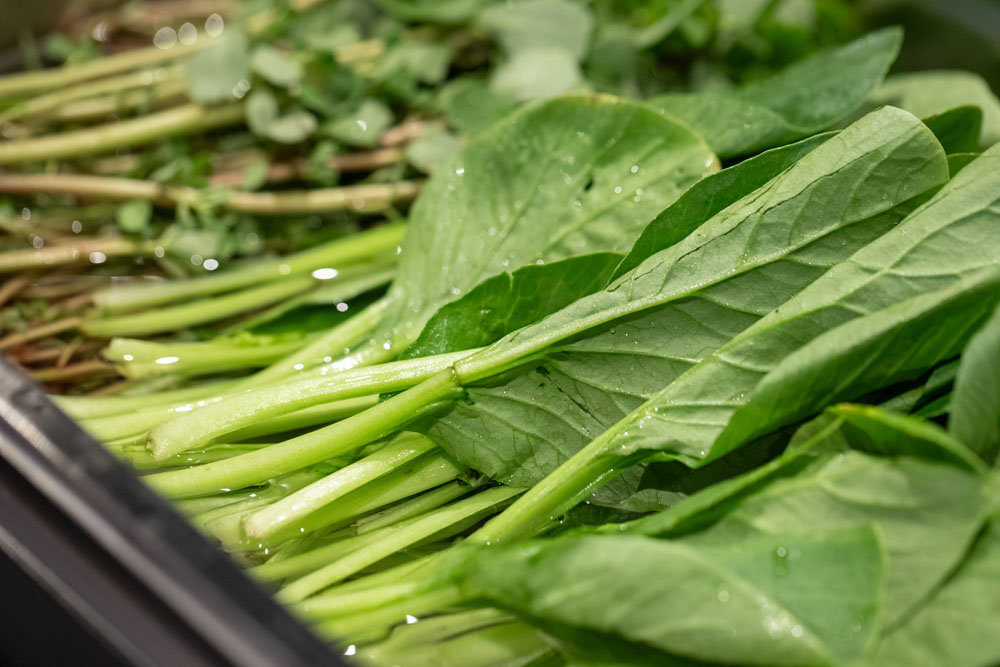 「小松菜の外葉は３～４日おいても色の変化は全くありません」。同じ皿に使ったプルピエ（スベリヒユ・写真奥）は小松菜のハウスで自生していたもの。多肉植物のような食感でほんのり酸味がある。