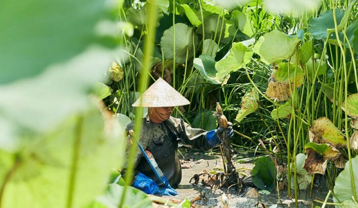 真夏の茨城食材を巡る。10軒のシェフと目利きに、いま、産地が教えてくれること。