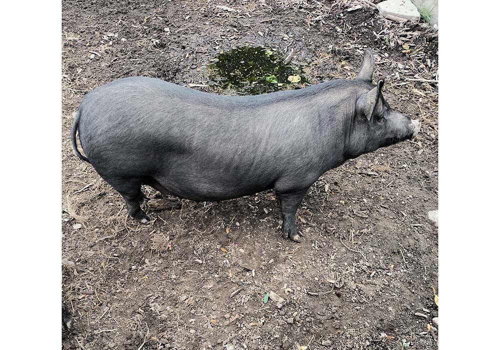 （写真）壁に触れない可動エリア2.2㎡を約束するには、床面積はもちろんそれ以上必要となる。多頭飼いの小屋でも同様に、個として動けるエリアを設けなければならない。