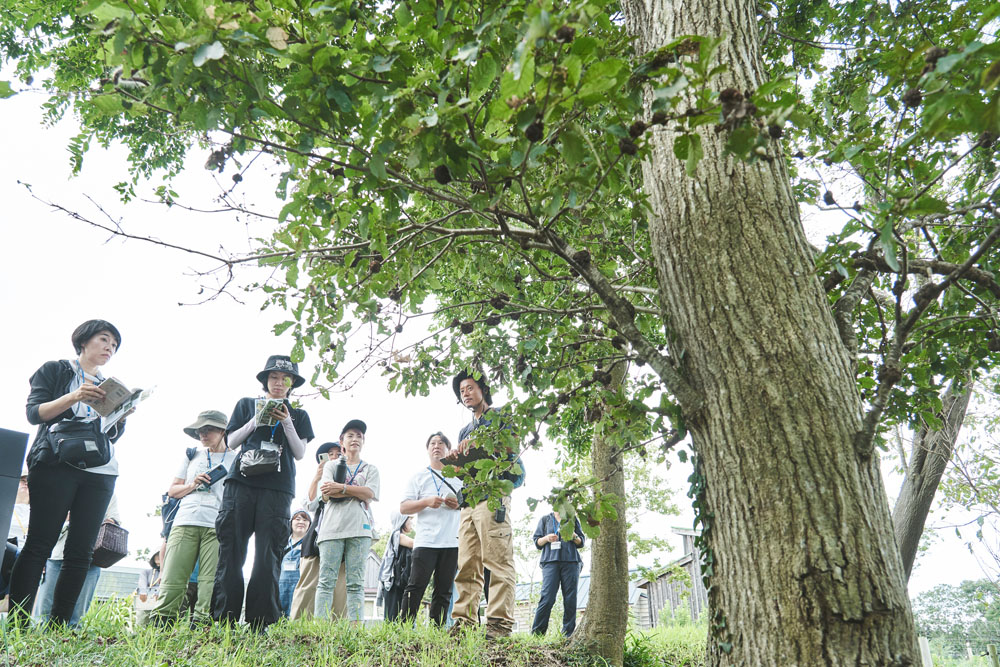 クヌギ、コナラ、マテバシイ、スダジイなどドングリの生る木のハチミツはおいしい。幹に縦皺が入っているのがナラ類の特徴。