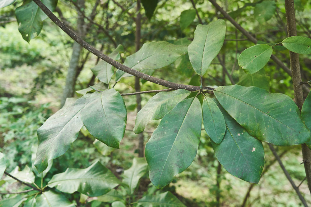 朴葉（ほおば）焼きでお馴染みのホオノキ。「花はマスカットのような良い香りがします。その花でドリンクを作ろうと挑戦中」と語るのは吉田さん。
