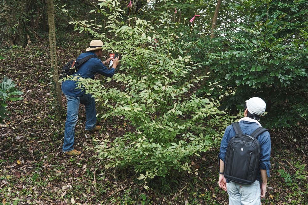 これがクロモジ。枝は茶席で使われる楊枝に、葉や枝はお茶としても全国各地で親しまれている。