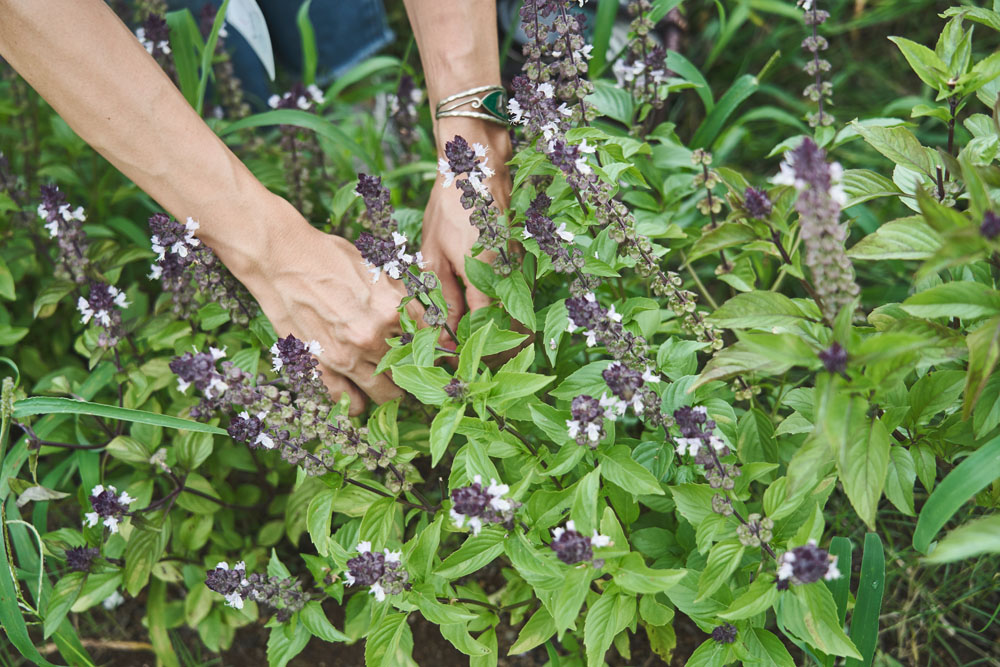 収穫したクリーピングタイム、シナモンバジル、レモンバジル、大葉、マリーゴールドを使って、小高さんがデモンストレーション。