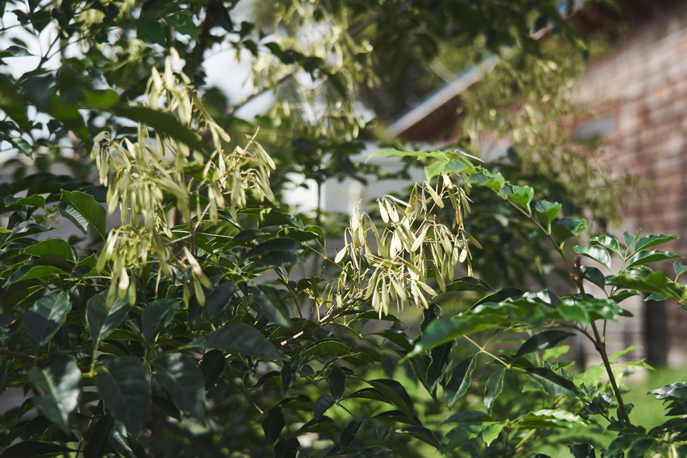 これはシマトネリコ。東京駅八重洲口にはこの巨木が数十本植えられています。豊増さんによれば「東京の街路樹や公園の木々は、近年、多様性という観点で植えられている。養蜂をするのに東京という選択もありだなと思うほど」。