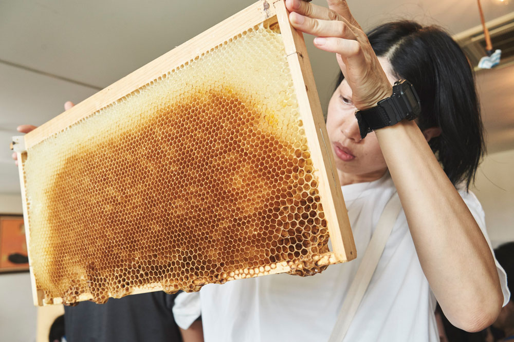 巣を間近で観察。巣穴のひとつにひとつに蜜が詰まっています。ミツバチのクラフトワークに感動！