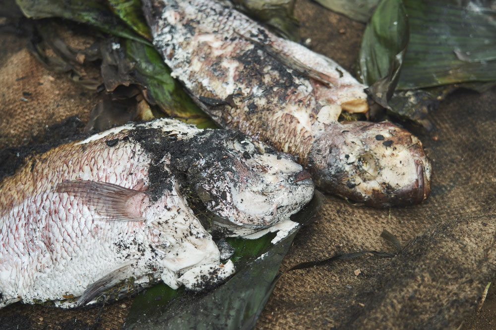 参加者が森を探索する間、佐藤剛さんと山名新貴シェフがCooking in the earth。地面を掘って石を並べた上で薪を燃やし、木更津産のバナナの葉で包んだ鯛を蒸し焼きに。