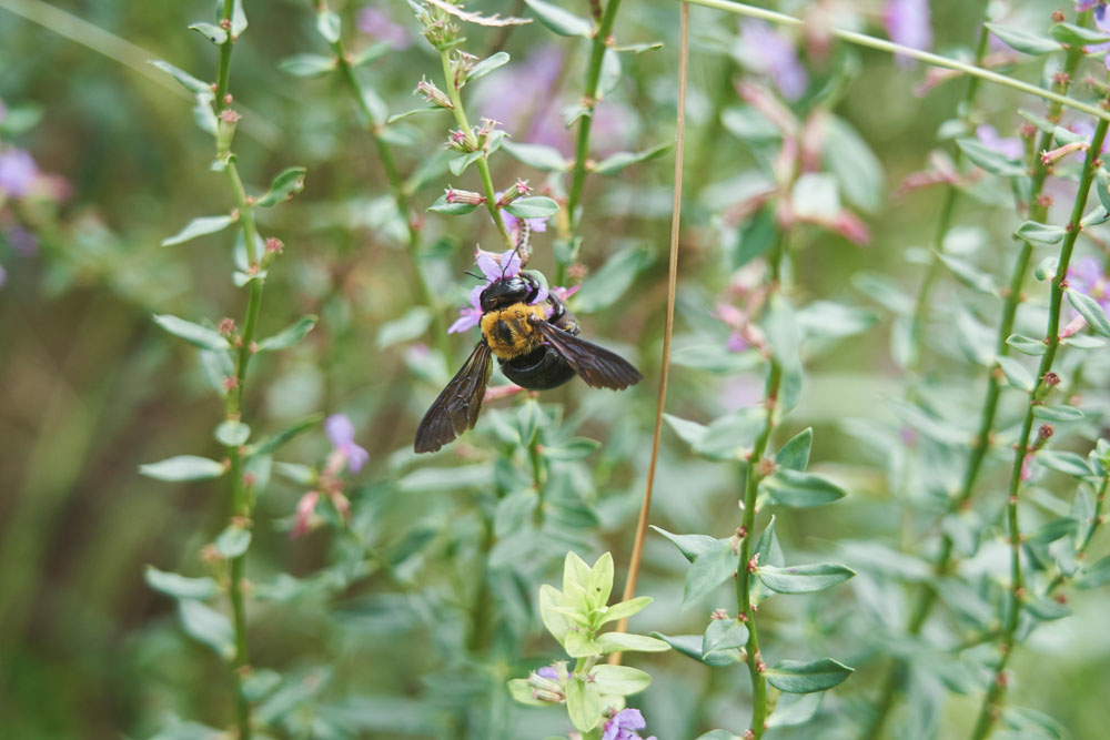 ミソハギ（禊萩）の蜜をクマバチが吸っていました。クマバチは穏やかな性格。エゴノキなどミツバチには吸いにくい形状の花をクマバチが先に吸って、吸いやすくした後でミツバチが吸うという連携プレーもあるそうです。