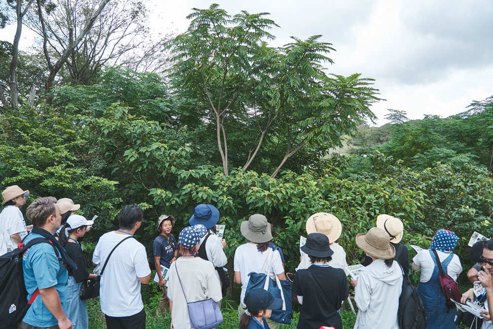 中央の背の高い木がカラスザンショウ。流蜜量が多いため、房総では単花蜜にすることが可能で、ワンドロップファームでも商品化しています。すばらしく美味！