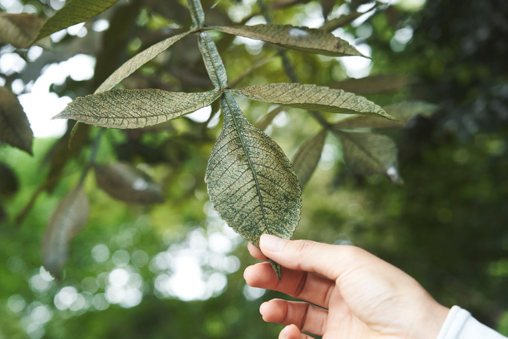 ヌルデの葉。「林道沿いによく生えているけれど、すぐに刈られてしまう」と豊増さん。「千葉では夏の終わりの大切な蜜源です」。
