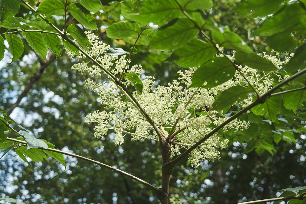 タラノキの花が咲いていました。タラの芽はお馴染みでも、タラの花はめったにお目にかかりませんね。