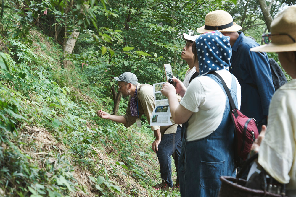 土手の斜面を観察。「一見、雑草に見えても、樹々の幼木だったりする。できれば残してやりたい」。