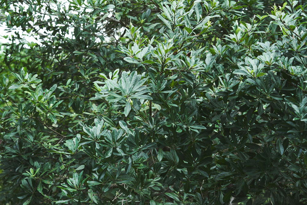 ヤマモモ。花は葉の付け根から穂状に咲く。目立たない桃色の花が数珠つなぎに咲いた後、小さな手毬のような赤い実が実る。
