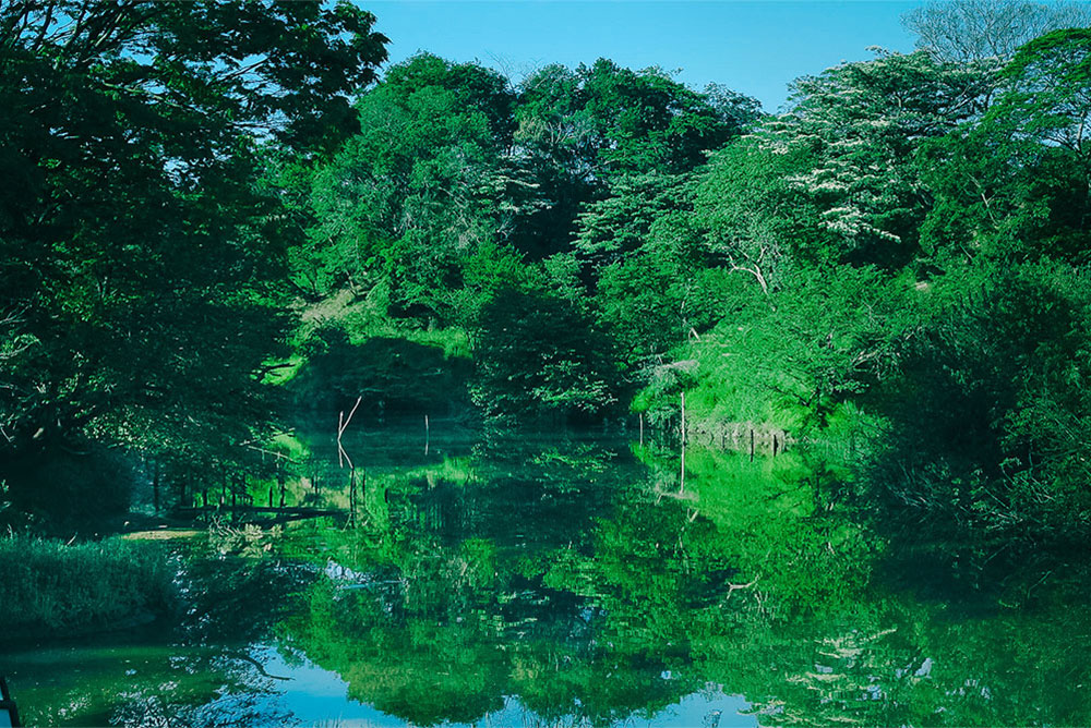 木とともにある暮らし～薪火と原木きのこ