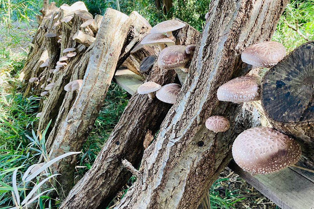 シイタケの原木作り