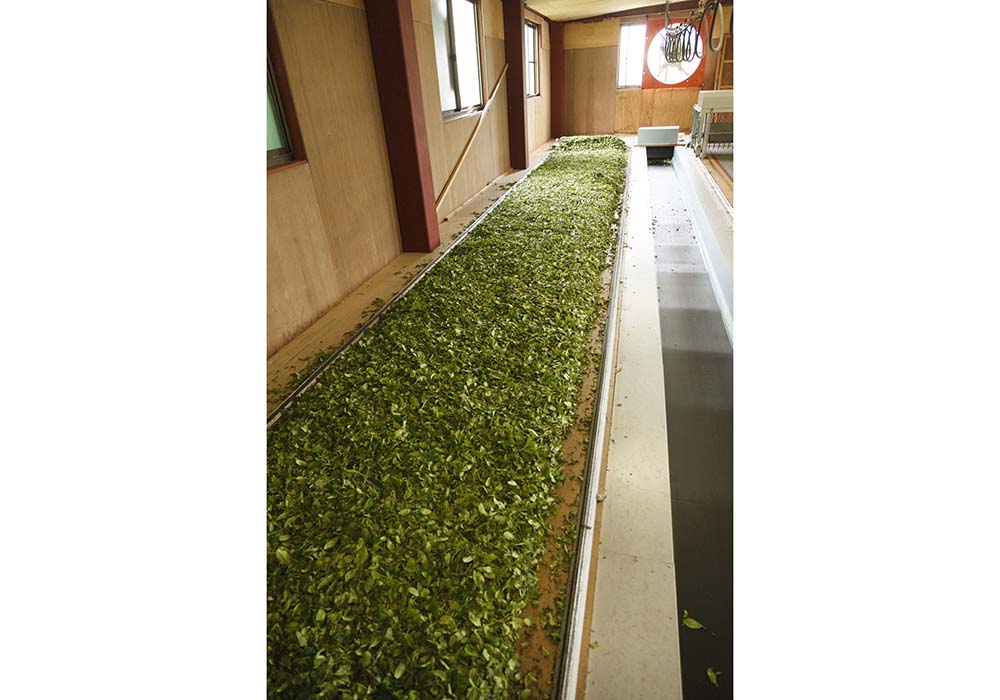 茶葉は収穫後、半日かけて40％水分を飛ばす。熱風を使えば２～３時間で済むが、スリランカと同じ設備を作り、自然に近い環境でしおらせる。