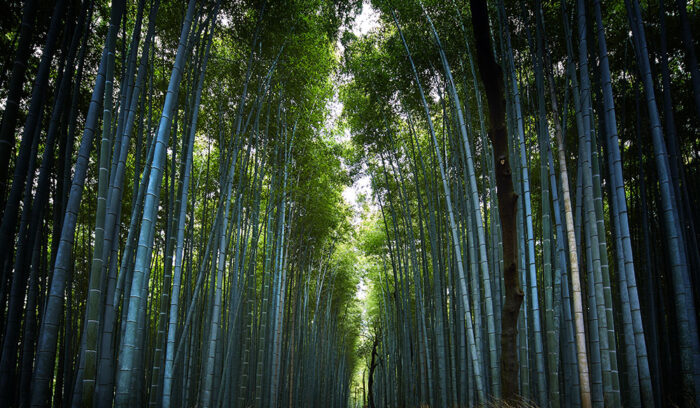 【11/16（木）19（日）開催】嵯峨嵐山の竹林で愉しむ七十二候の食卓「ザ・リッツ・カールトン京都」