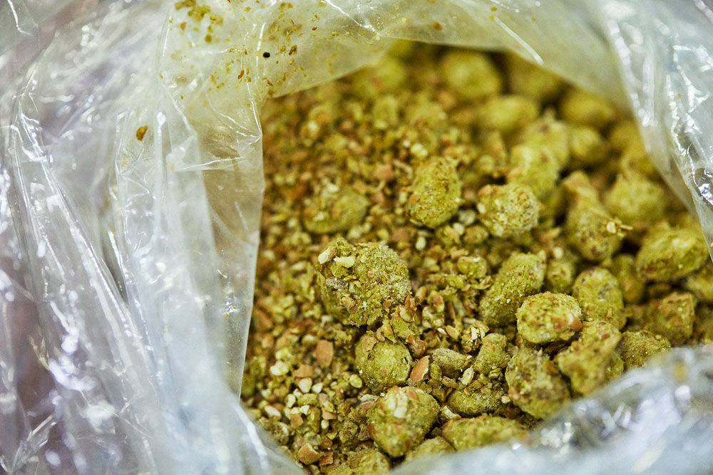 完成した麹。薄緑色で、ふかふかした触感。