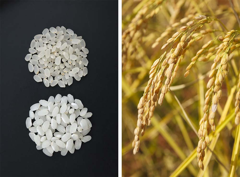 一粒の大きさがコシヒカリの1.5 倍。龍の瞳は、粒が大きく、色は全体的に乳白色をしている。 （左写真）上がコシヒカリ、下が龍の瞳。比べると一目瞭然だ。販売価格はデパートで１kg1500円程度。高価だが、熱烈なファンによって支持されている。