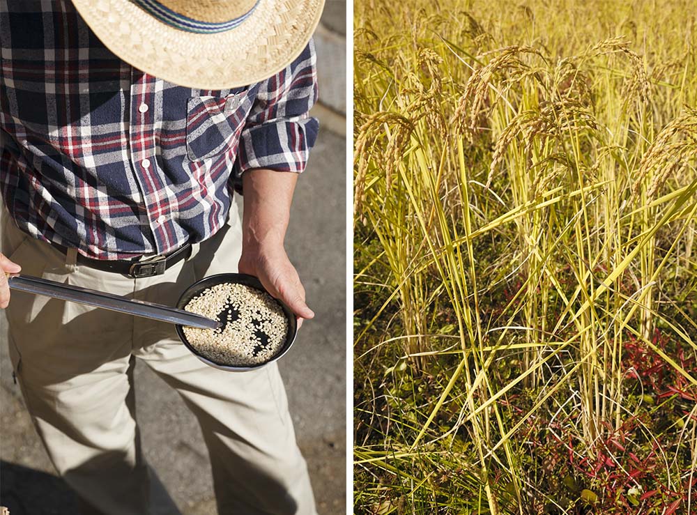 （左写真）契約栽培農家の米は、全量買い取る。写真は等級検査をしているところ。生産者の買い取り価格は、毎年１月に決まる。 （右写真）龍の瞳は背が高いのが特徴。葦のように野生味のある姿をしている。