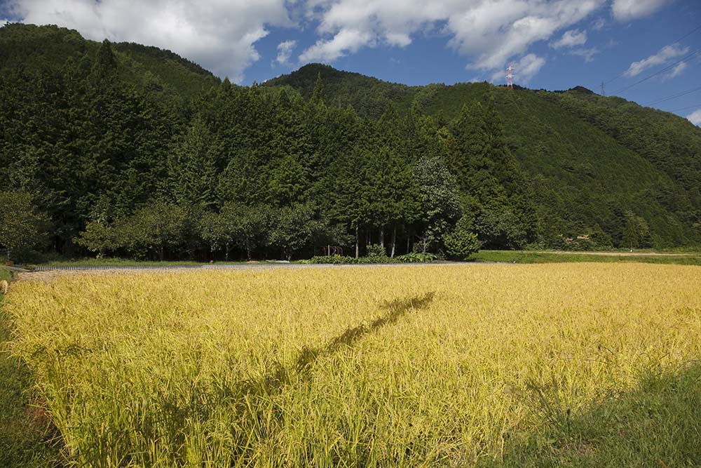 山深い下呂では収穫の頃を迎える９月下旬～10月上旬、深い緑と黄色い田んぼの見事なコントラストが美しい景観を作る。