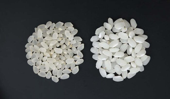 豊かな自然を守りながら、常に新しいチャレンジを　新品種の米