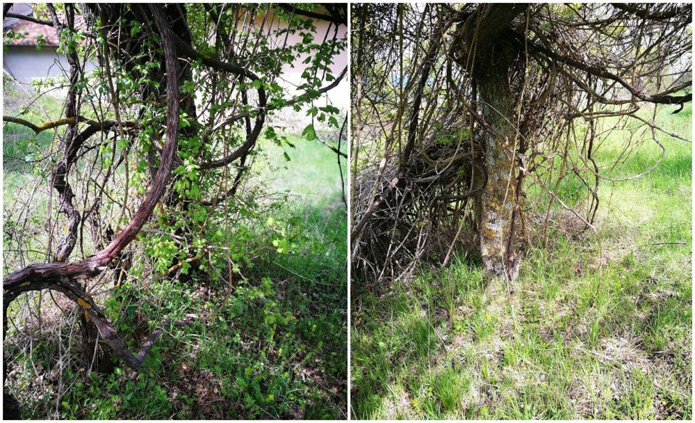 地域の自然環境