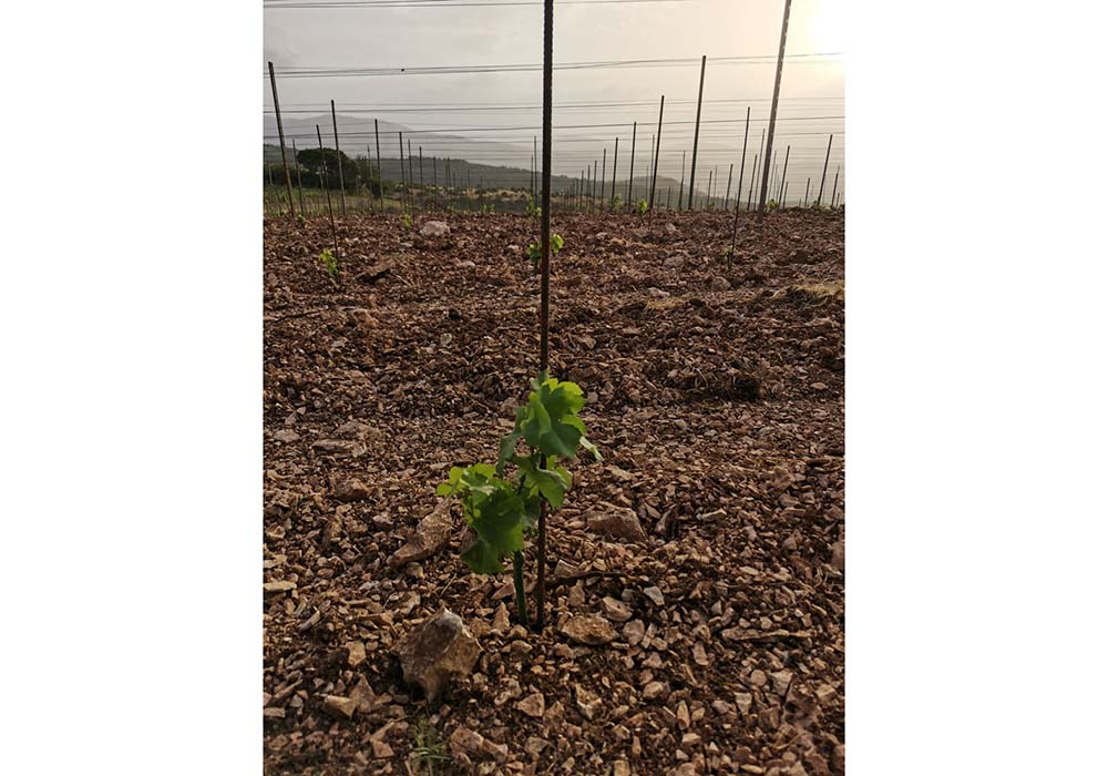 ヴィッサネッロの芽