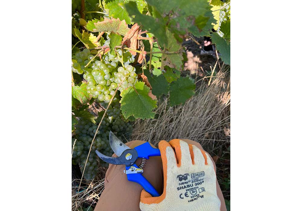 ヴィッサネッロ種のシャンパーニュ製法