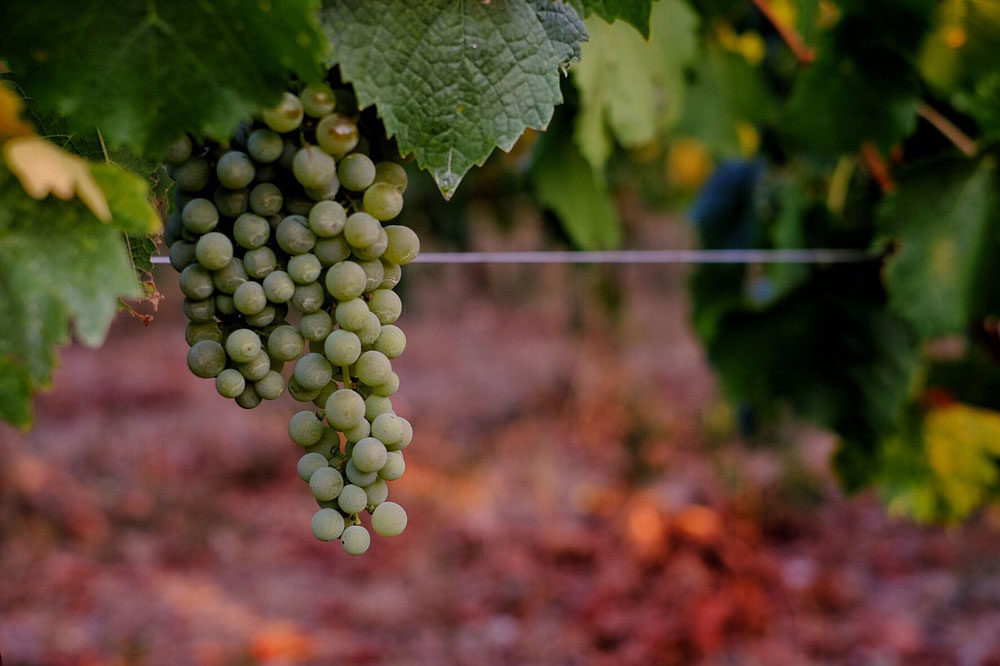 ゴロザリア・ミラノ2023