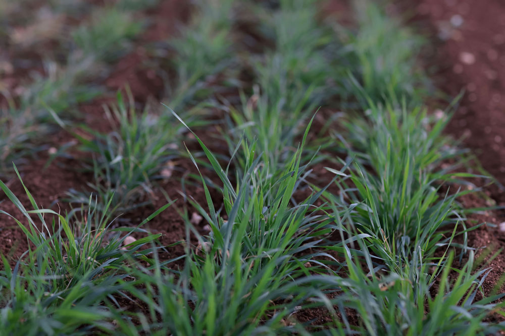 11月初めに植え付けを終えたばかりの江島神力。この畑の広さは１万坪弱で、１メートル近くまで背が伸びて穂を垂らし、来年１～２月には６～８万トン近くの収穫が見込まれる。