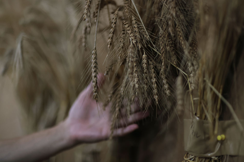 江島神力の麦の穂。伊江島では、小麦としては江島神力、ニシノカオリ、ちくごまるの３種、そのほか二条大麦も栽培している。