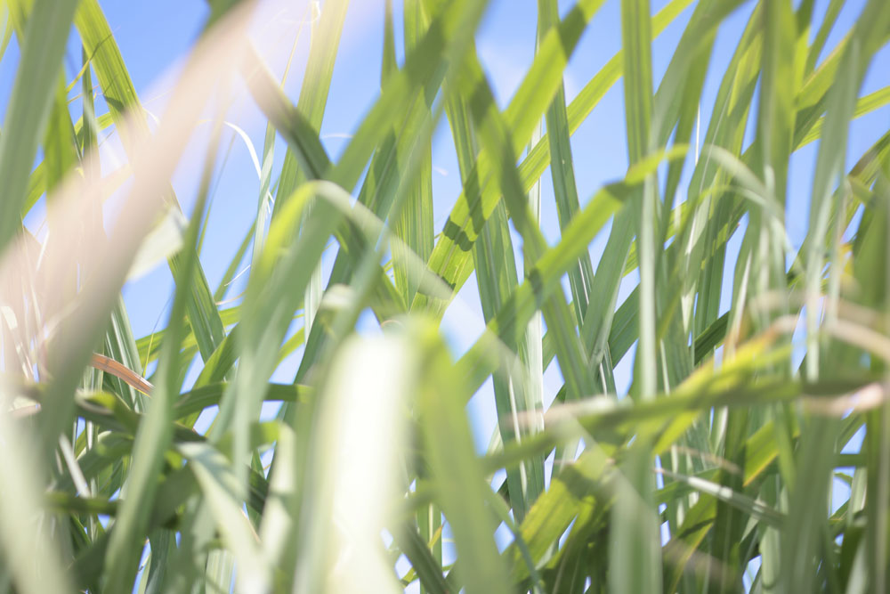 青空の下、風にそよぐサトウキビ。生育途中に倒れなければ、背の高さは４～５メートルほどにもなる。